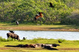 Parc national de Yala