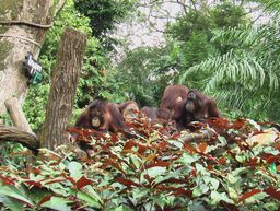 Zoo de Singapour