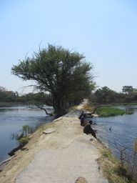 Maun