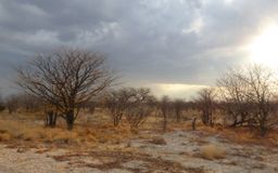 Réserve d'Etosha
