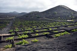 Vallée de la Geria