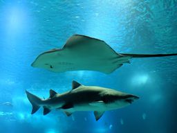 Oceanário de Lisboa (Océanorium - aquarium)