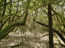 Parc national de Garajonay