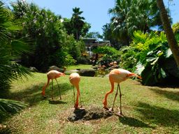 Jardin botanique de Deshaies