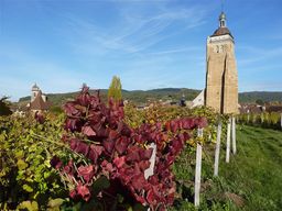 Arbois
