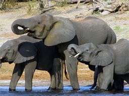 Parc national de Chobe