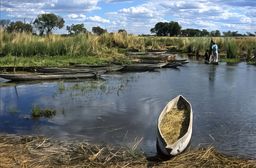 Delta de l'Okavango