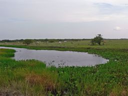 Llanos
