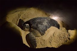 Turtle Islands