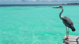 Atoll d'Ari Sud