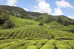 Cameron Highlands
