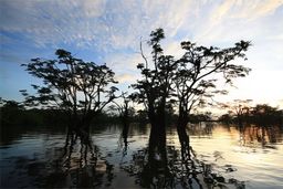 Amazonie (Oriente)