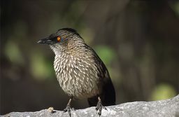 Moremi Game Reserve