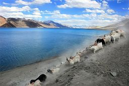 Lac Pangong