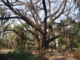 Harare