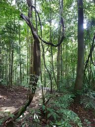Parc national de Taman Negara