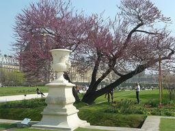 Jardin des Tuileries