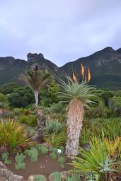 Jardins de Kirstenbosch
