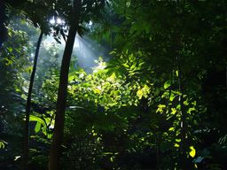 Parc national Corcovado