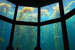 Monterey Bay Aquarium