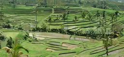 Rizières de Jatiluwih