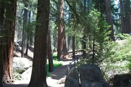 Sequoia National Park