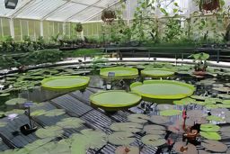 Kew Gardens