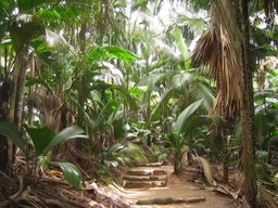 Vallée de Mai