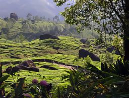 Munnar