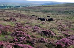 Dartmoor National Park