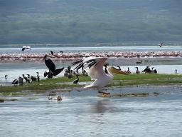 Lac et parc national de Nakuru
