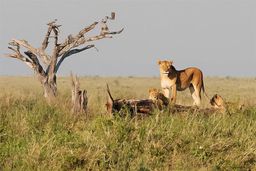 Parc national du Serengeti