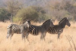 Pilanesberg National Park