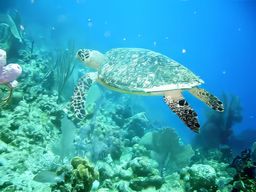 Turneffe Atoll
