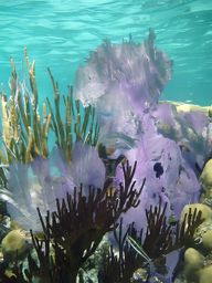 Hol Chan Marine Reserve