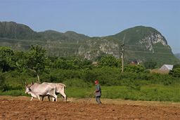Vallée de Viñales
