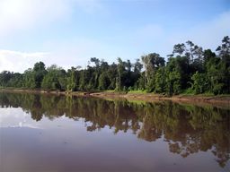 Fleuve Kinabatangan