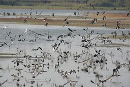 Parc ornithologique du Marquenterre