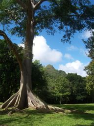 Utuado