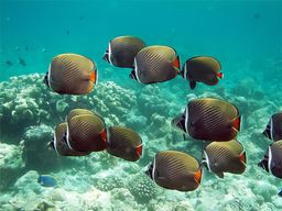 Atoll de Baa