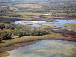 Pantanal