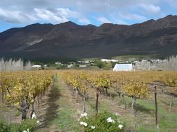 Région des vignobles