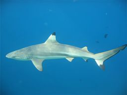 Atoll Rasdhoo