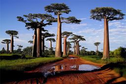 Allée des Baobabs