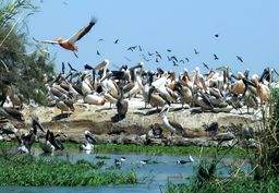 Parc national du Djoudj