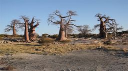 Parc transfrontalier de Kgalagadi