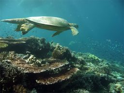 Pulau Sipadan