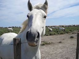 Parc naturel régional de Camargue