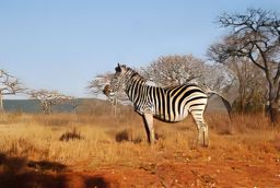 Mlilwane Wildlife Sanctuary