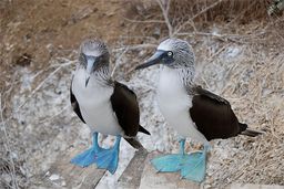Isla de la Plata